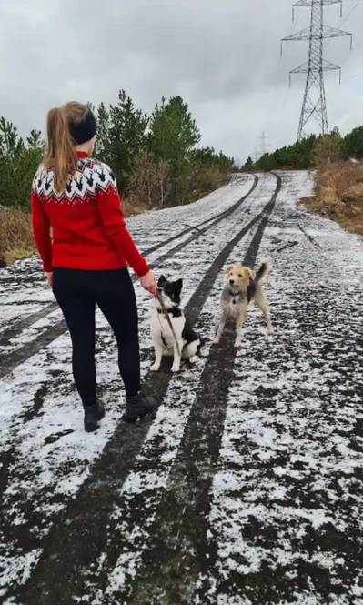 Rúdolf, jólapeysu lopamunstur eftir Rakel hjá Lopamunstur.is